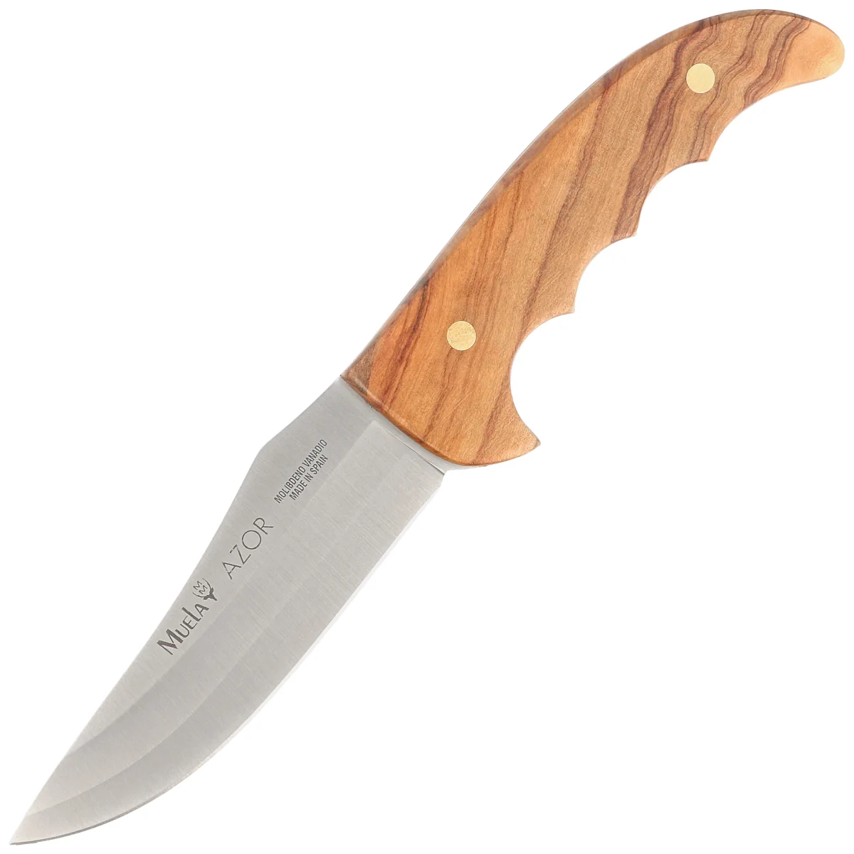 Muela Azor-13OL Olive Wood Knife, Satin X50CrMoV15